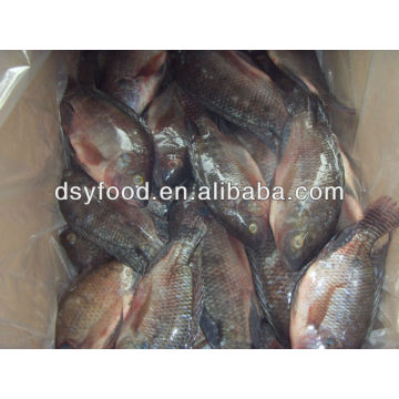 Frozen Tilapia whole round fish